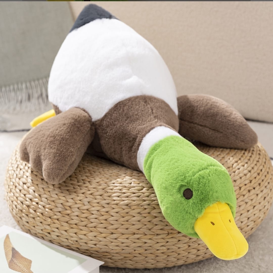 sleeping duck